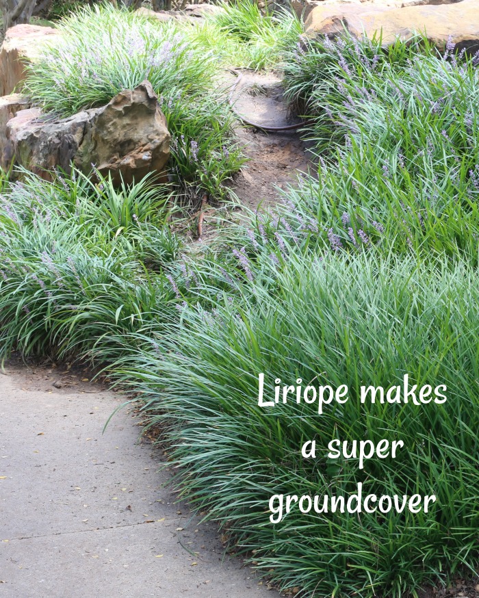 Liriope makes a great ground cover