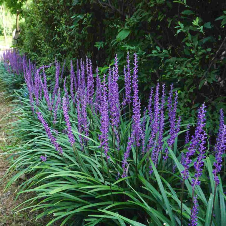 Liriope muscari in flower.