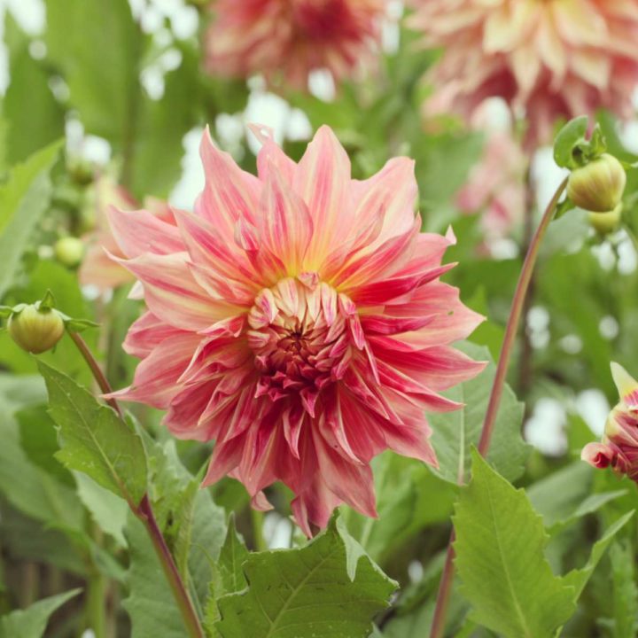 Shopping List for Dinner Plate Dahlias