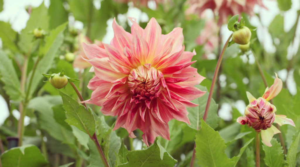 Growing Dinner Plate Dahlias Varieties Shopping List and Care Tips