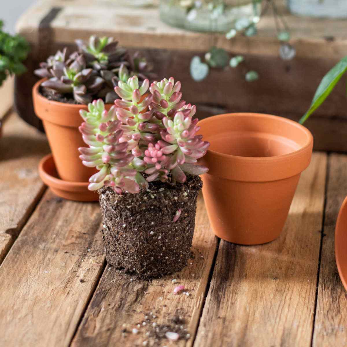Pots and succulents on a wooden table with showing roots and soils.