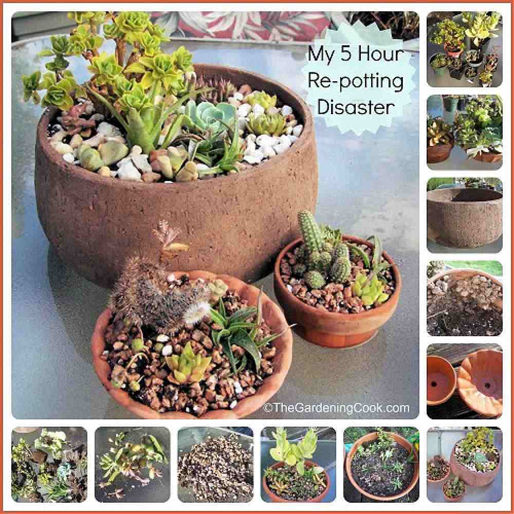 Collage showing repotting of succulents with rocks on the surface.