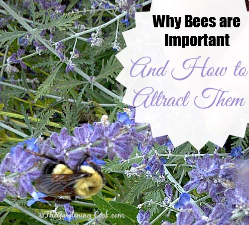 Bees are so important in our gardens. Find out why and how to attract them at https://thegardeningcook.com/the-importance-of-bees-in-nature/