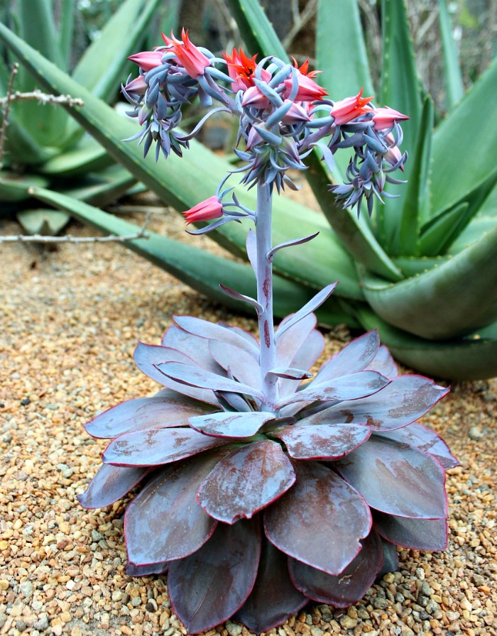 Caring For Echeveria Rosette Forming Succulents Drought Tolerant 