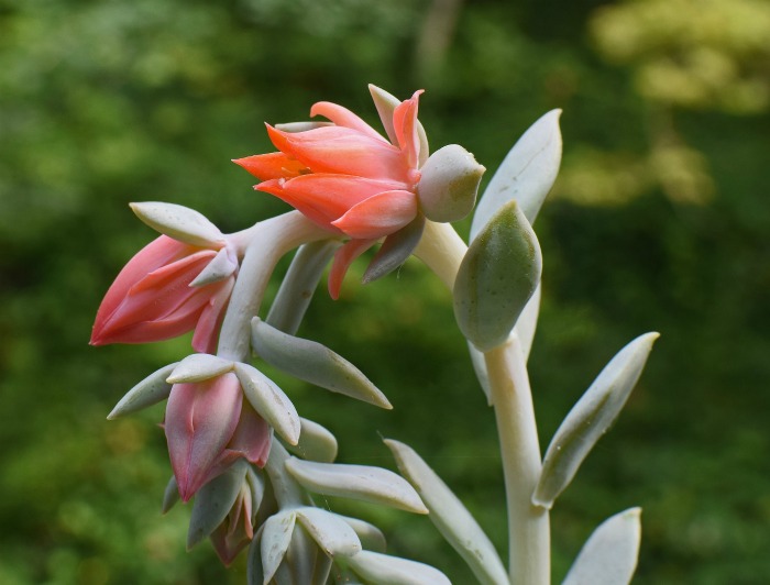 Caring For Echeveria Rosette Forming Succulents Drought Tolerant 
