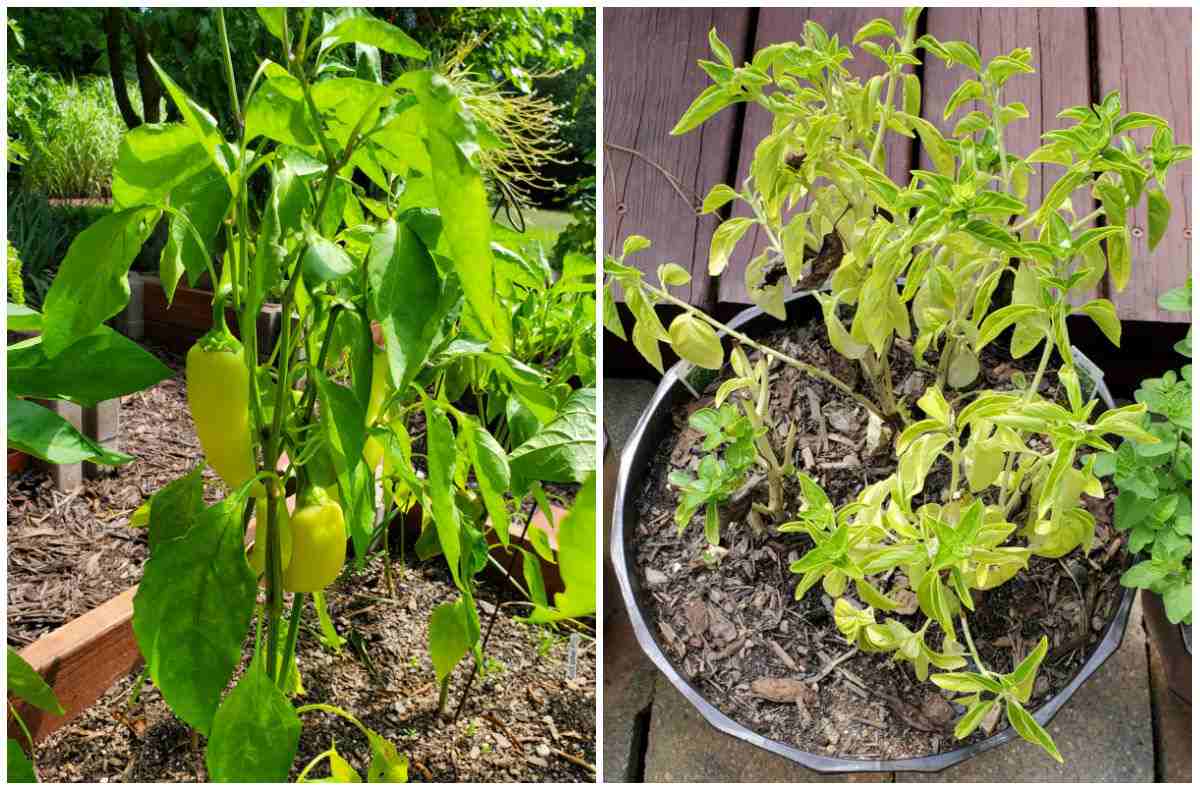 Banana peppers in a raised bed and basil in a planter.