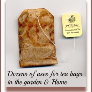 Uses for old tea bags.