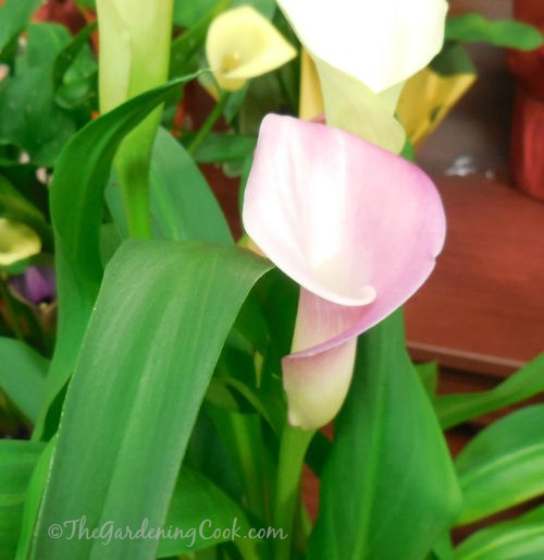 Pink calla lily flower.