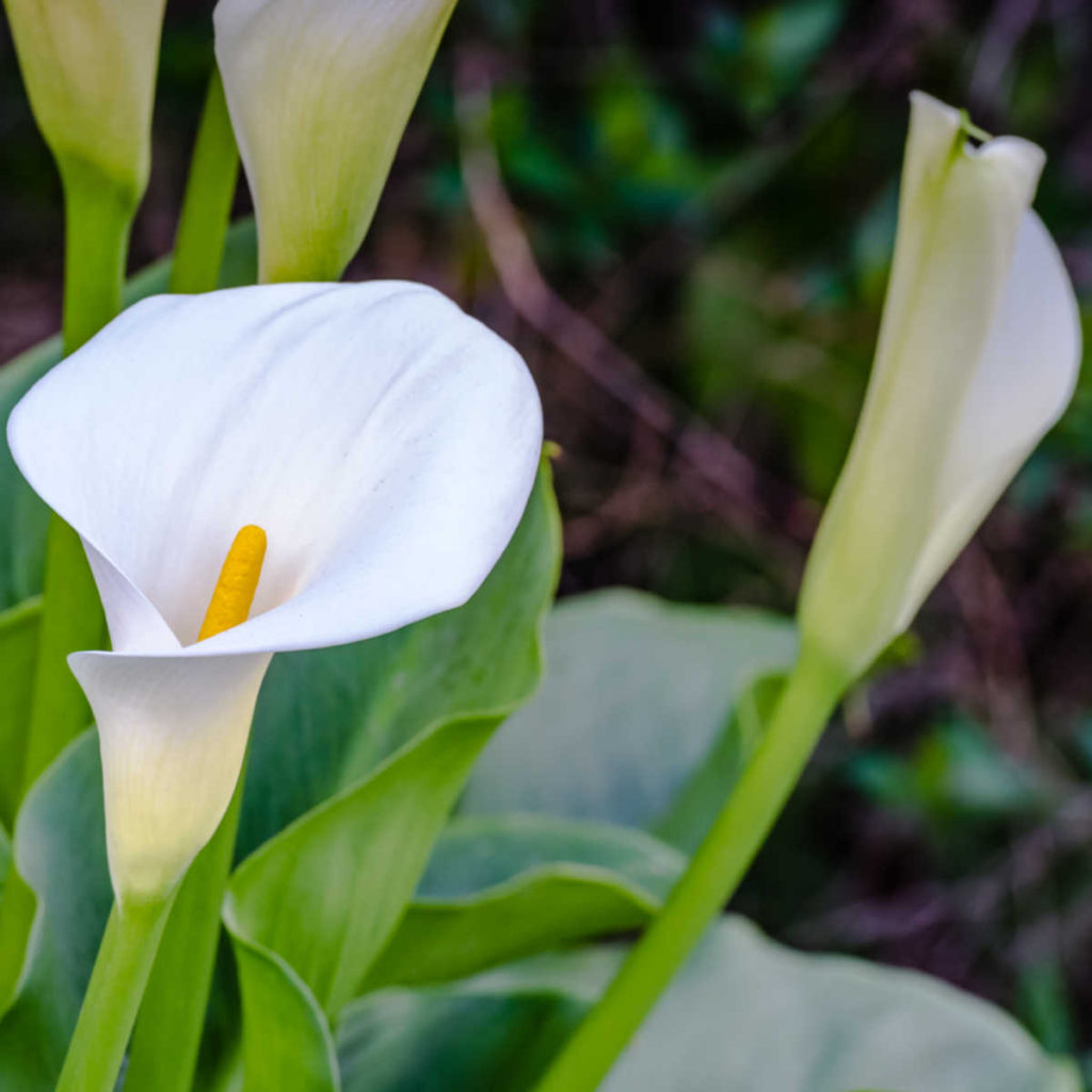 Growing Calla Lilies How to Grow and Propagate Zantedeschia sp.