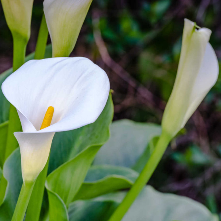 Growing Calla Lilies – How to Grow and Propagate Zantedeschia sp.