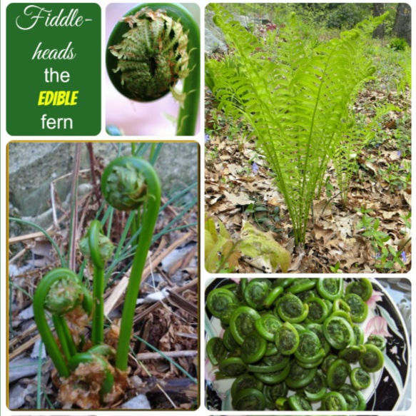 A collage with pictures of fiddle head ferns growing,and in a sink ready to cook. A green text box reads fiddlehead ferns, the edible fern.