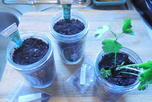 Mason jars planted with herbs