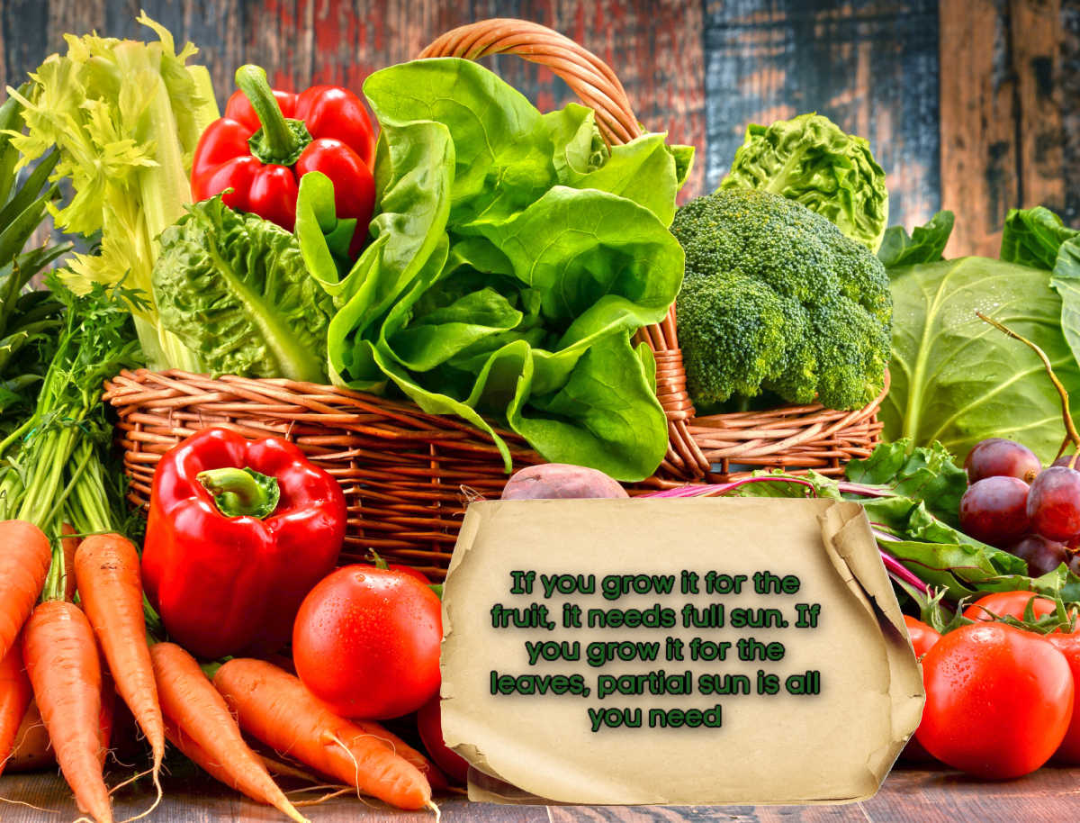 Basket of garden vegetables with a quote on a scroll that reads: If you grow it for the fruit, it needs full sun. If you grow it for the leaves, partial sun is all you need.