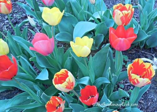 Display of vibrant tulips in my front garden