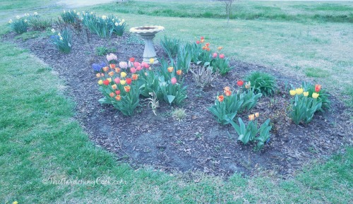 My front garden bed in April