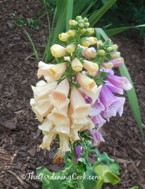 This lovely foxglove has two colors on one plant