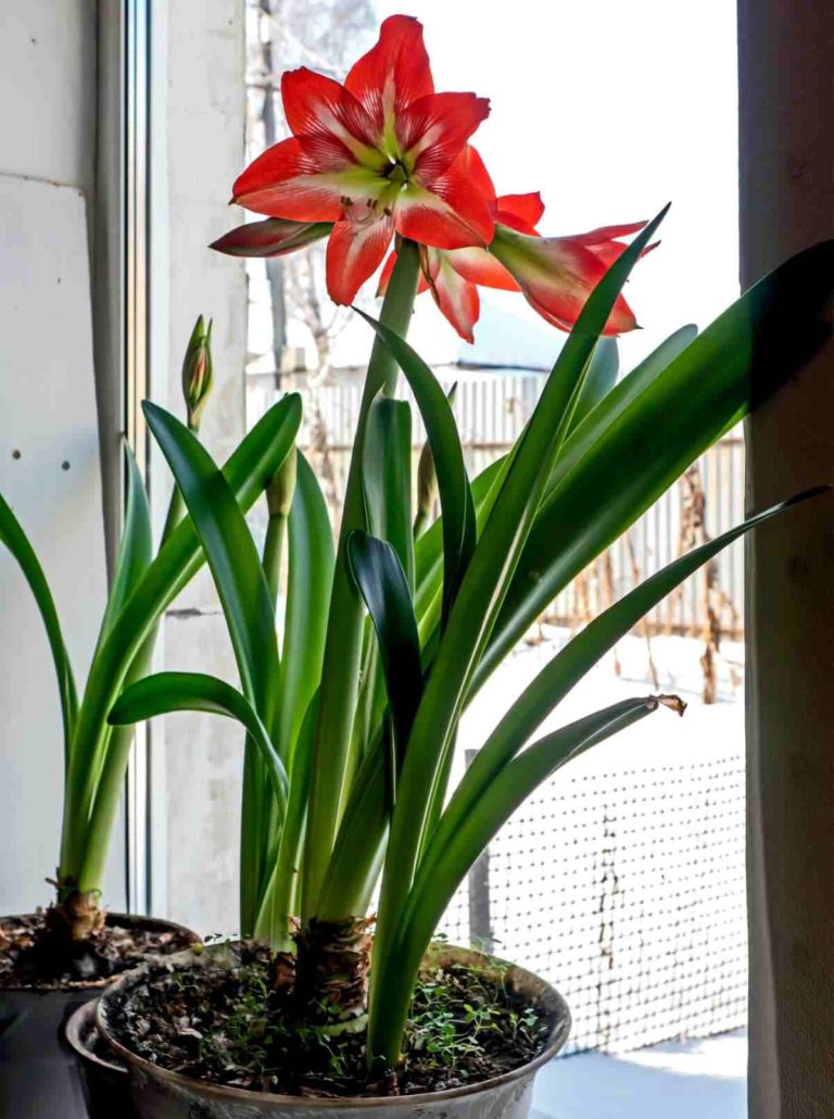 Growing Amaryllis Indoors Guide to Forcing Amaryllis Bulbs