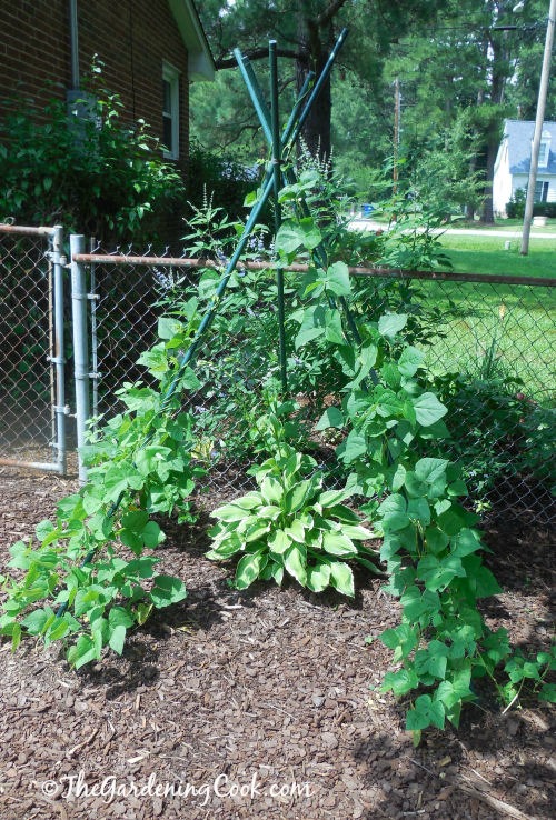 Bean teepee after two months of growth