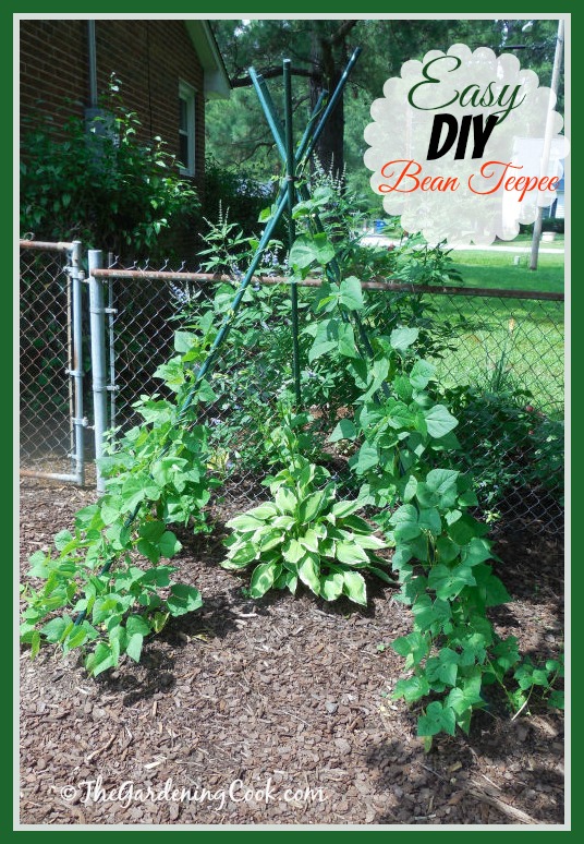 This DIY bean teepee is easy to make and my beans love to climb it. It also makes a great garden accent. Find out how to do it at the gardeningcook.com/DIY-bean-teepee