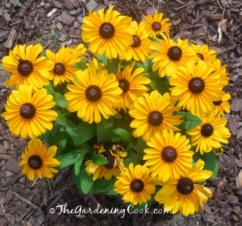 Black eyed Susan with very large buds