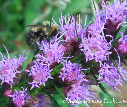 Honey bee feasting on my liatris flowers