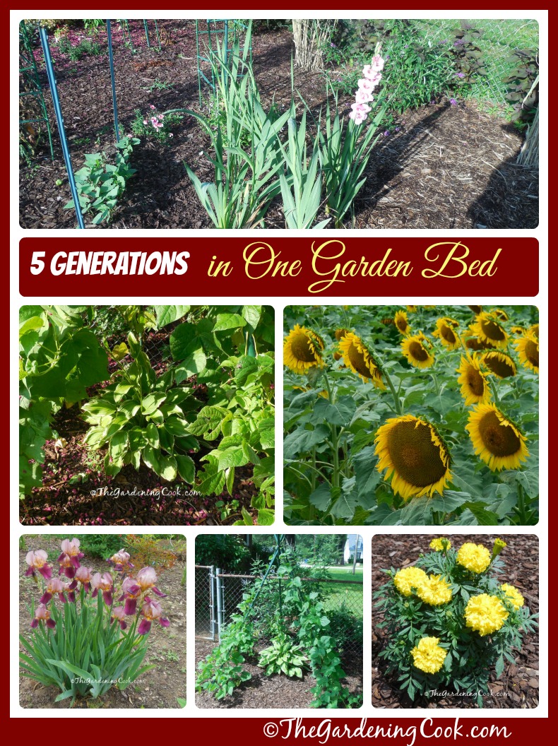 A tribute to my family - 5 generations in one garden bed - thegardeningcook.com/