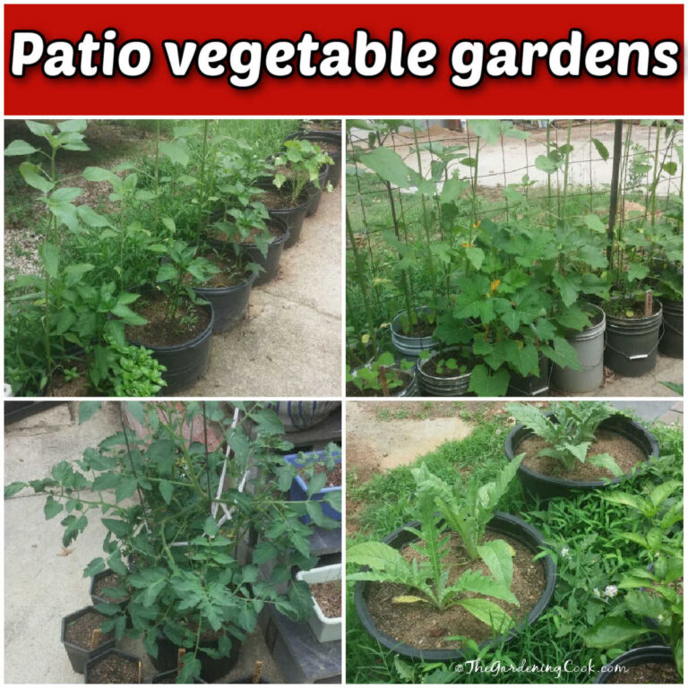A collage with four pictures showing vegetables growing in containers. Red text box reads Patio vegetable garden.