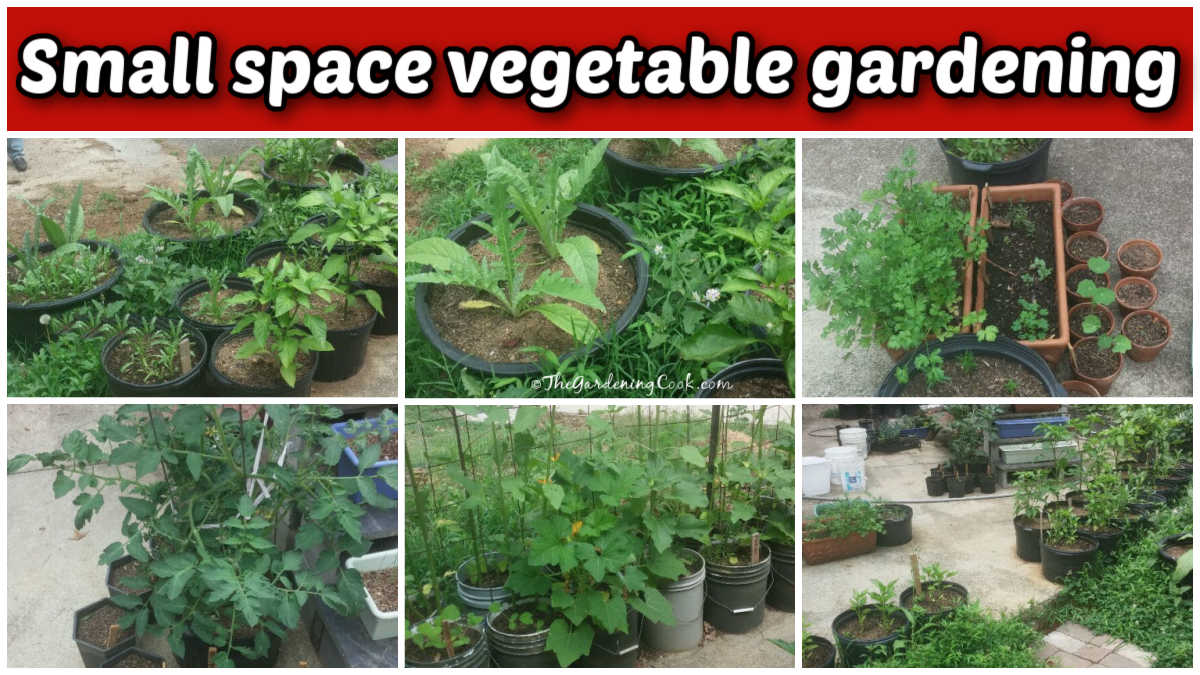 small space vegetable gardening A collage showing pictures of vegetables growing in pots on a backyard patio. Red text box reads Small space vegetable gardening.