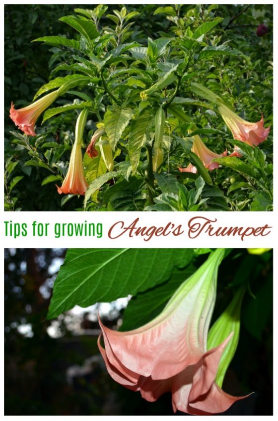 How to Grow Angel's Trumpet Tips for Growing Brugmansia