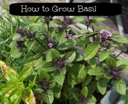 How to grow Basil