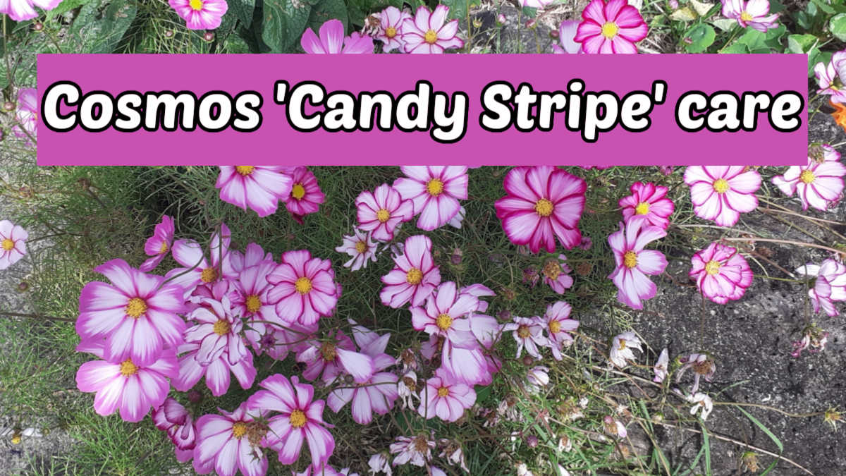 Pink and white striped flowers in a field. Dark pink text box reads Cosmos Candy Stripe care.