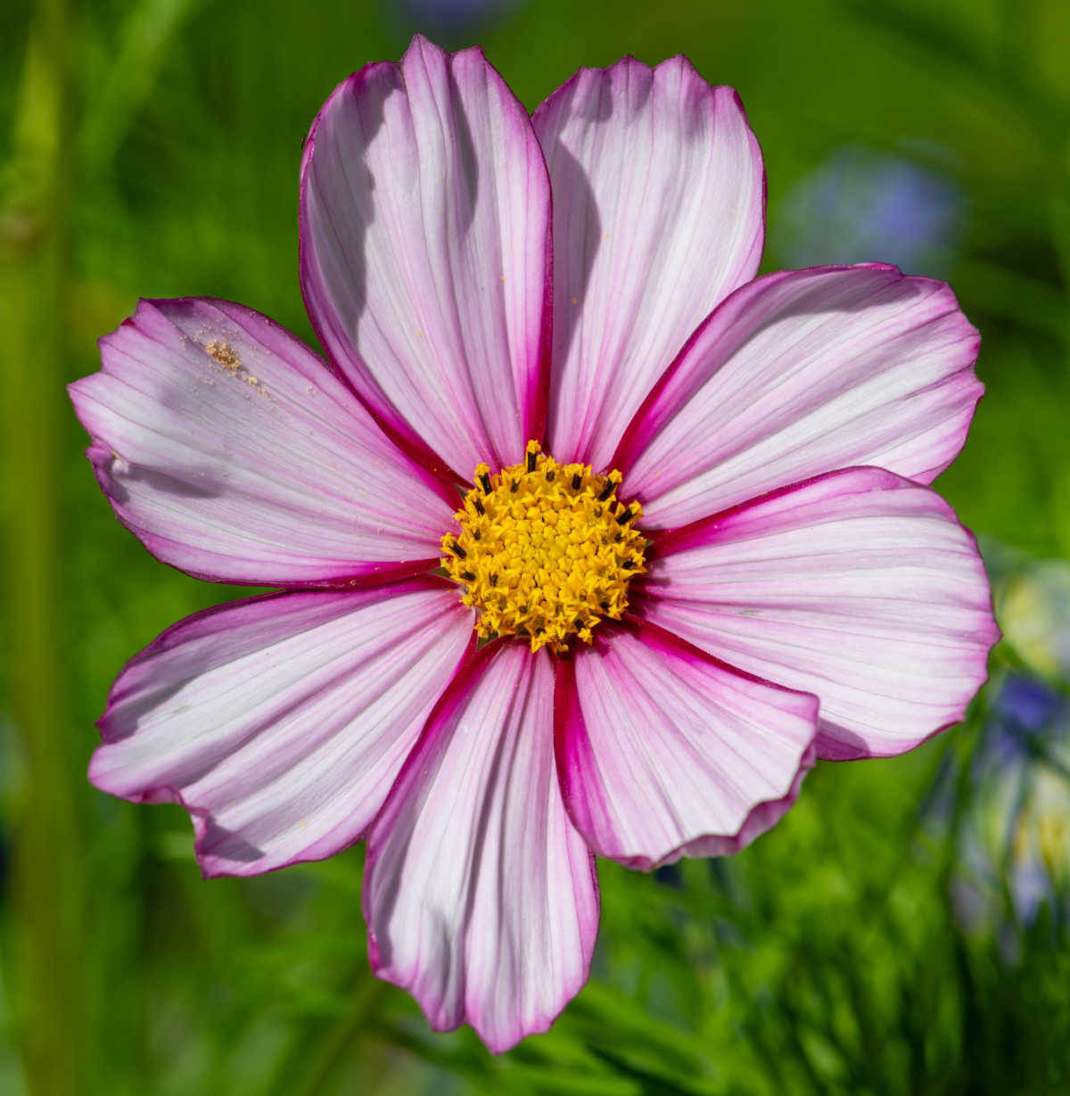 A close up of cosmos candy stripe flower with pink and white petals, rimmed in dark pink and a yellow center.