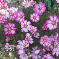 Pink and white striped cosmos candy stripe flowers blooming in a field.