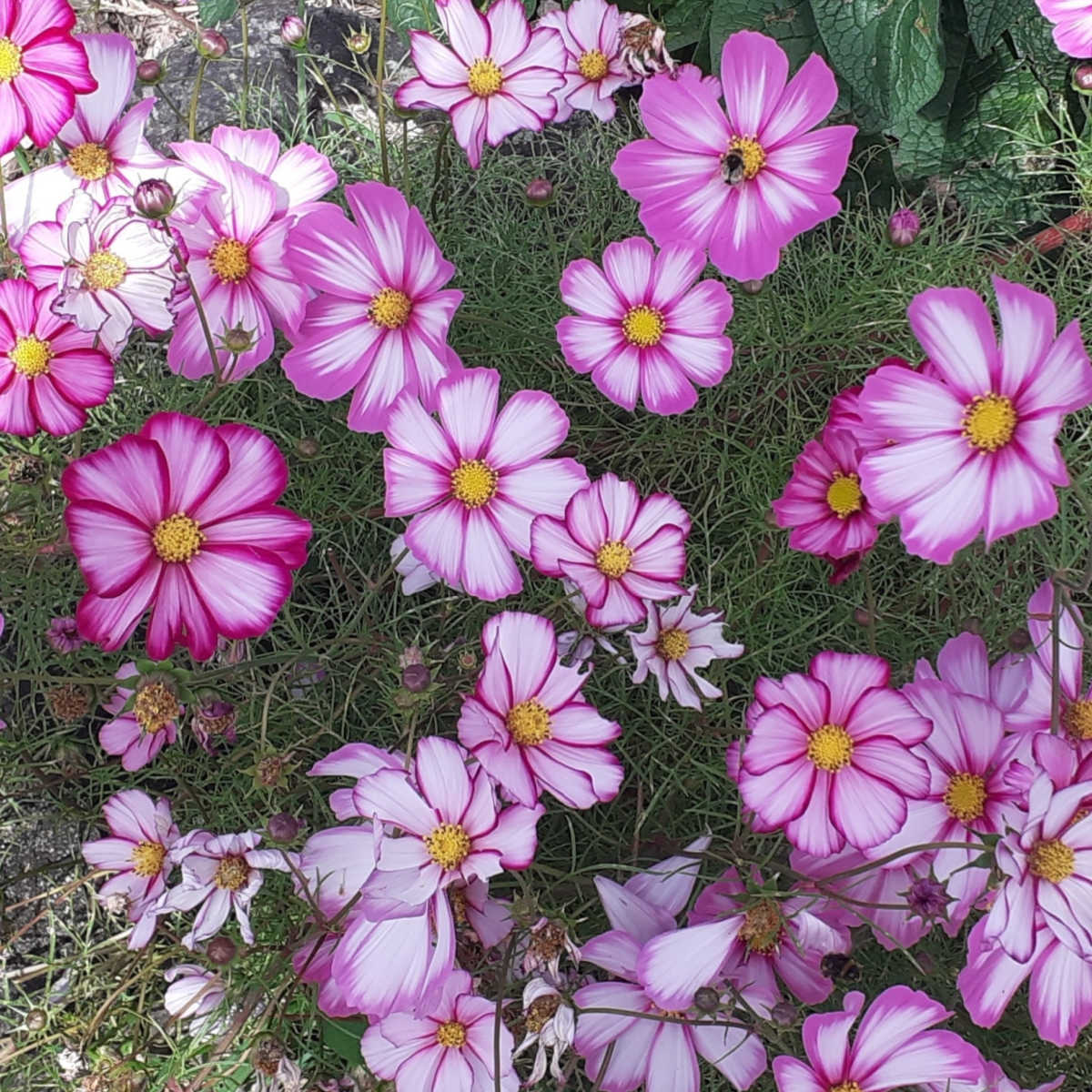 Pink and white striped cosmos candy stripe flowers blooming in a field.
