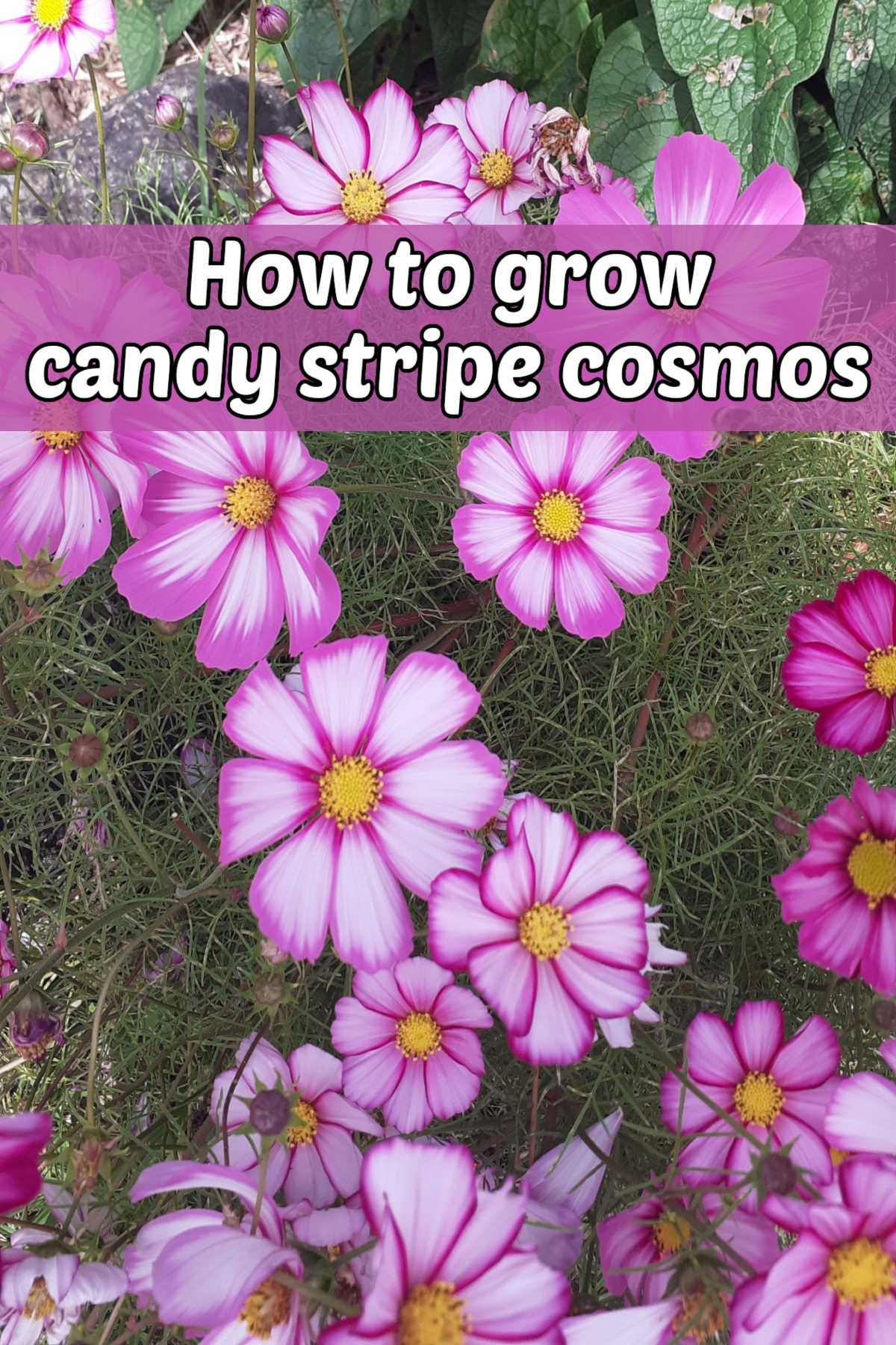 Cosmos bipinnatus Candy Stripe flowers in a field. Pink text box overlay reads How to grow candy stripe cosmos.