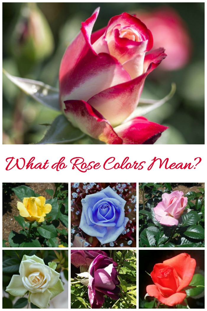 Rose Color Meanings Yellow With Red Tips At Micheal Weston Blog Rose Color Meanings Yellow With Red Tips At Micheal Weston Blog