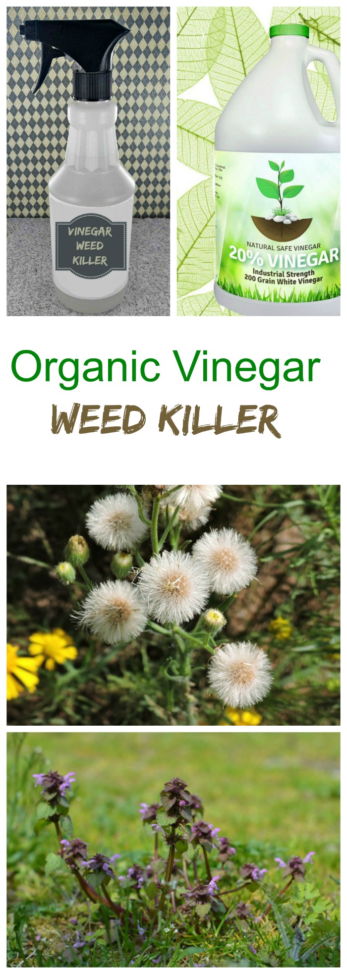 This vinegar weed killer uses organic or horticultural vinegar to kill weeds without the use of salt, which can be damaging to the soil.