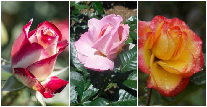 14 Rose Colors Meanings for a Thoughtful Bouquet