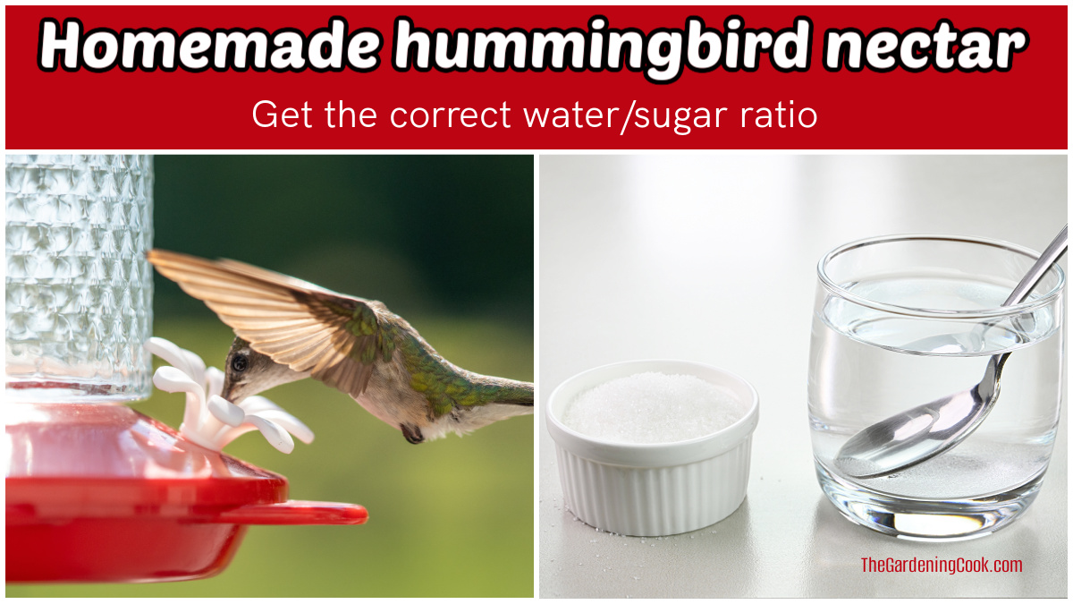 A hummingbird feeder and water and sugar to make a hummingbird nectar recipe.