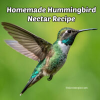 Hummingbird on green background. Text reads homemade hummingbird nectar recipe.