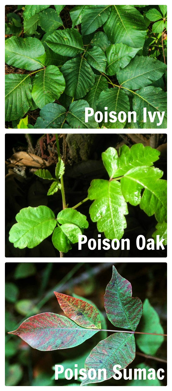 These are the three poisonous vines common to homes in our area - poison ivy, poison oak and poison sumac. There are lots of natural ways to get rid of it in your yard without using poisonous chemicals. thegardeningcook.com