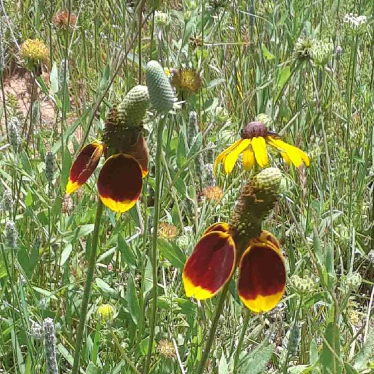 Sombrero coneflowers in a field.