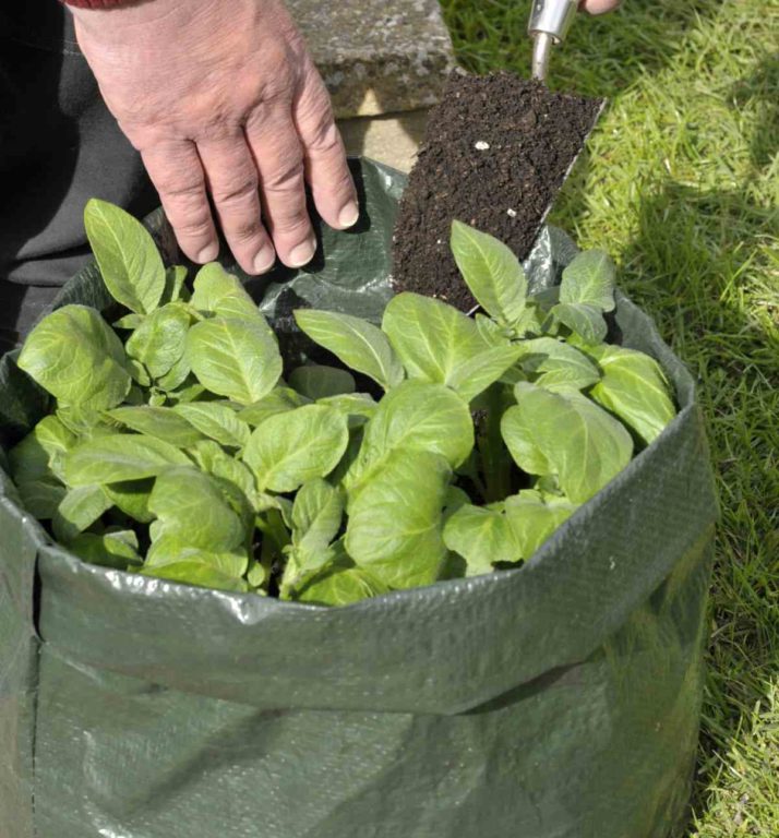 Growing Potatoes in a Trash Bag