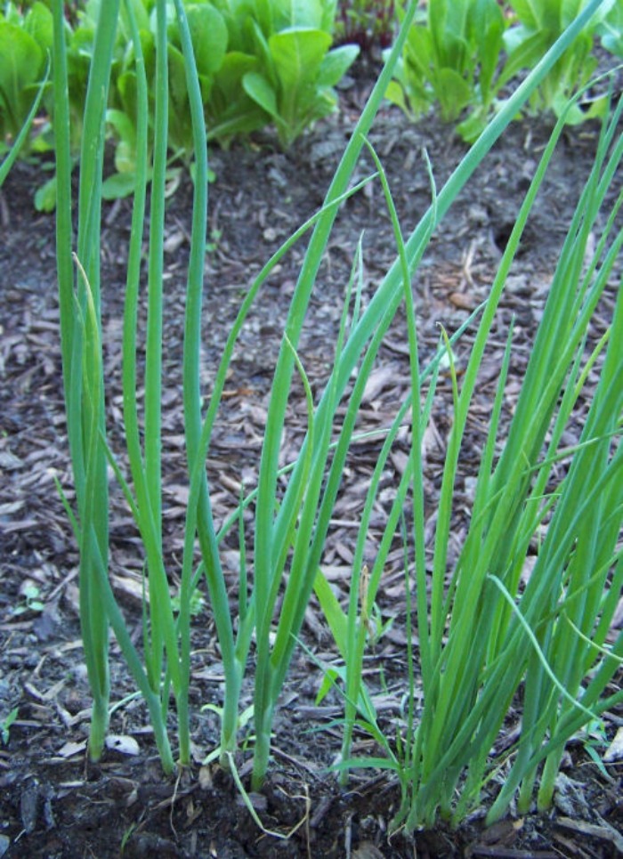 Spring onions in the garden