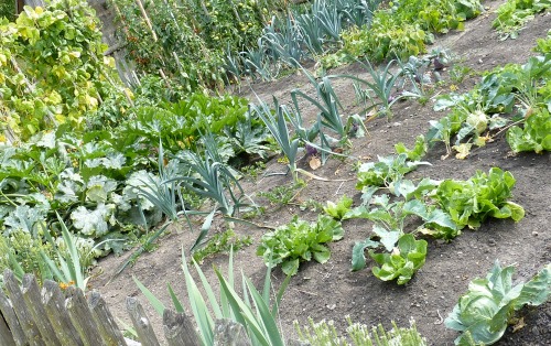 plant a vegetable garden to save money