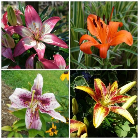 A collage showing two Asiatic lilies and two Oriental lilies.