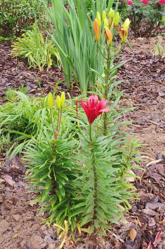 Asiatic and Oriental Lilies What is the Difference?