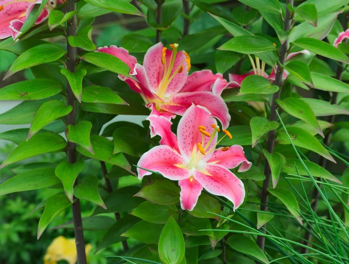 Oriental lily plants