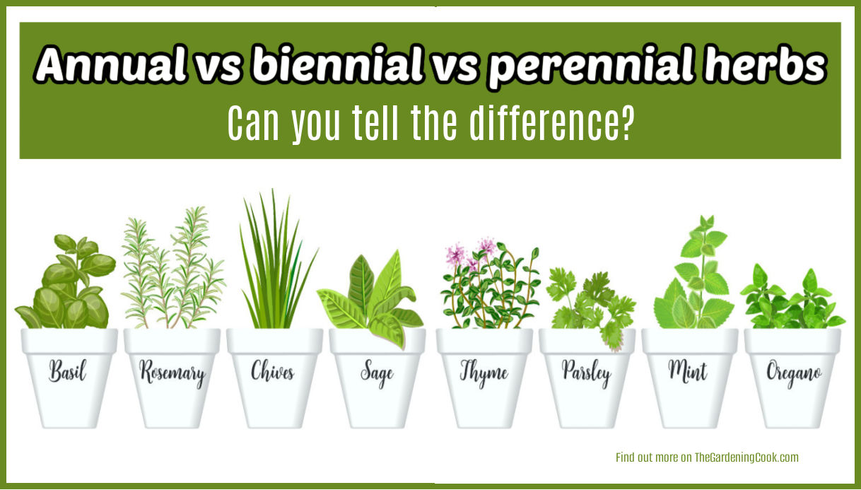 Rows of herbs in white pots with the names of the herb on the pot. Green text box reads annual vs biennial vs perennial herbs. Can you tell the difference?