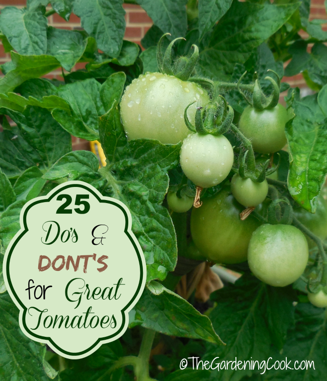 25 Dos and Don'ts for Growing Great tomatoes from thegardeningcook.com/tips-growing-great-tomatoes